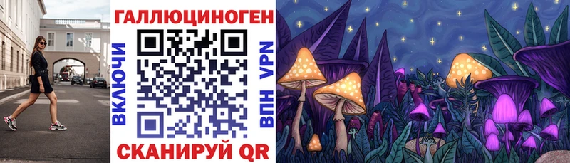 Галлюциногенные грибы Psilocybe  наркота  Чегем 